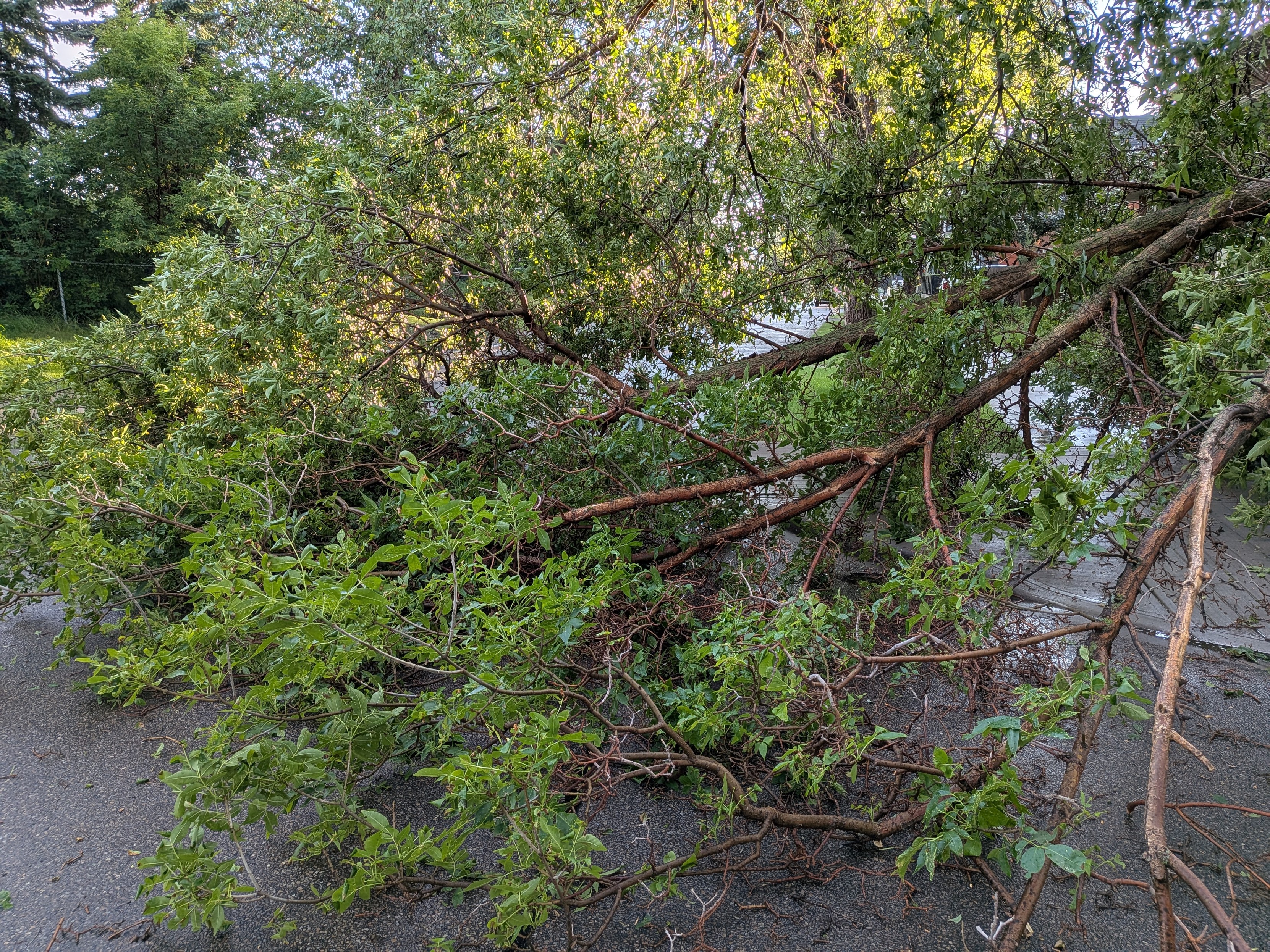A fallen branch blocks part of the two roads meeting at a corner. The branch is perhaps 25 feet long.